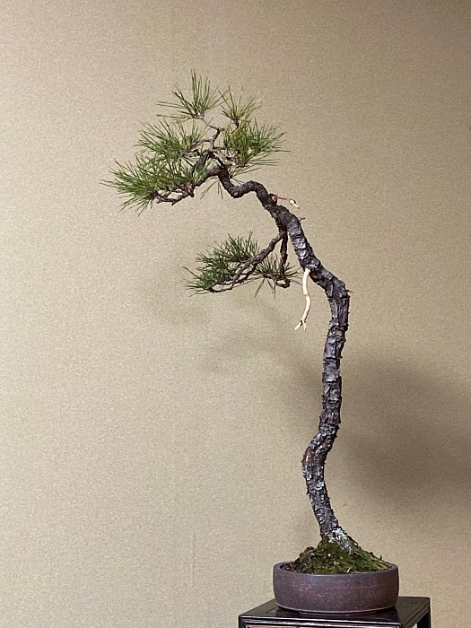 雪持松文鉢 ミニ盆栽鉢 山野草鉢 六角反鉢 懸崖 小鉢 瀬戸焼 (2.5号(約7