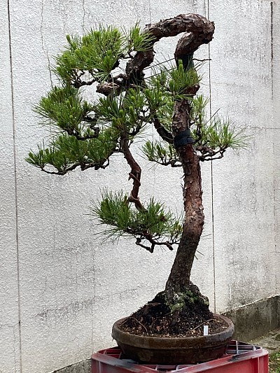 真柏